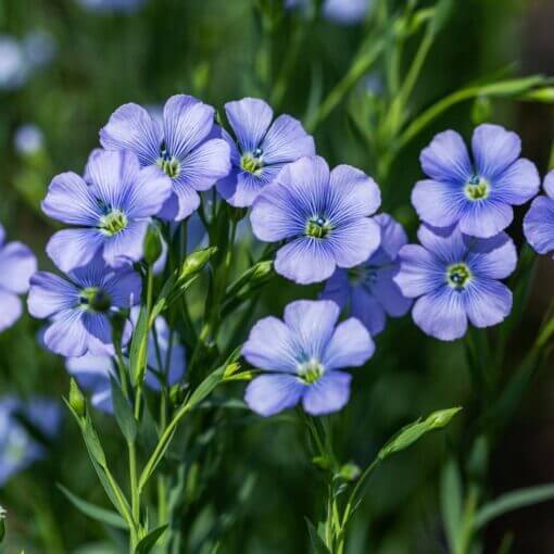 Regatta Wildflower Mix Seeds