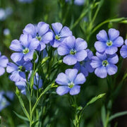 Regatta Wildflower Mix Seeds