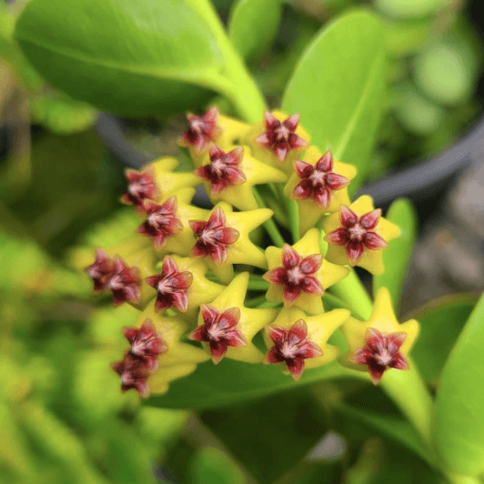 Blooming Hoya Seeds