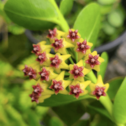 Blooming Hoya Seeds
