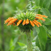 Klip Dagga Leonotis Nepetifolia Seeds, Herbal