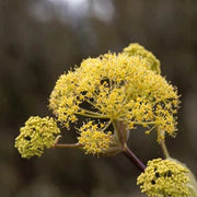 Giant Anise Fennel Seeds, Herbal