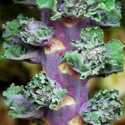 Kalettes Seeds
