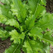 Green in the Snow Mustard Seeds