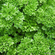 Forest Green Parsley Seeds