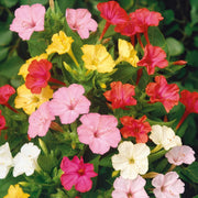 Colorful Four O'Clock Seeds