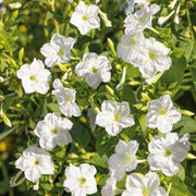 White Four O'Clock Seeds