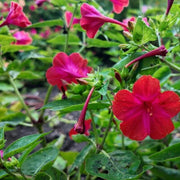 Pollinator Four O 'Clock Seeds