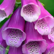 Excelsior Mix Foxglove Seeds