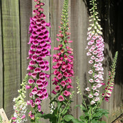Mixed Colors Foxglove Seeds