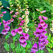 Pink Foxglove Seeds