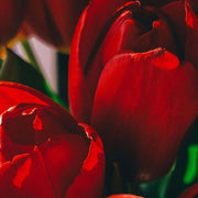 Deep Red Tulip Seeds