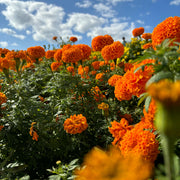 Vibrant Landscape Marigold Seeds
