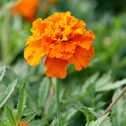 Vibrant Marigold Seeds