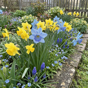 Blue Daffodils Seeds