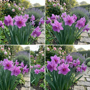 Lavender Daffodils Seeds - Flower Plant