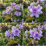 Blue White Azalea Seeds