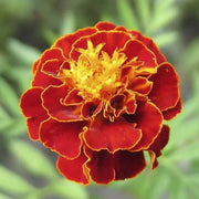 Rich Velvety Mahogany Marigold Seeds