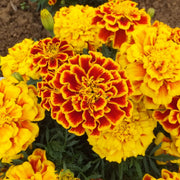 Durango Bee Marigold Seeds