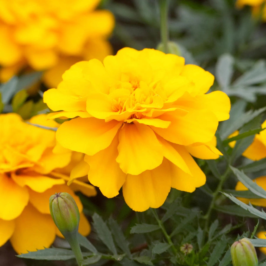 Durango Yellow Marigold Seeds