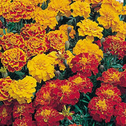 French Seeds, Tagetes patula