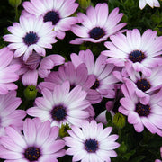 African Daisy Seeds - Dimorphotheca sinuata Flower Seeds