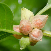 Ashwagandha Herb Seeds, Withania somnifera Herb Seeds