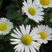 English Daisy Seeds, Bellis perennis Flower Seeds