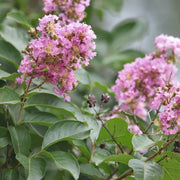 Crape Myrtle Seeds - Lagerstroemia indica Flower Seeds