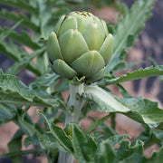 Artichoke Seeds, Cynara scolymus Herb Seeds