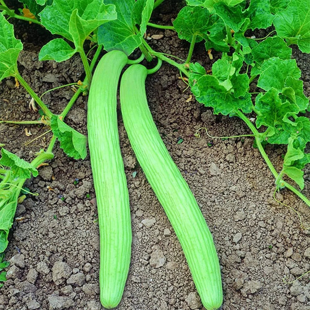 Long Melon Seeds, Cucumis melo var. utilissimus Vegetable Seeds
