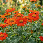 Mexican Sunflower Seeds - Tithonia rotundifolia Flower Seeds