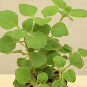 Oregano Herb Seeds, Origanum vulgare Herb Seeds