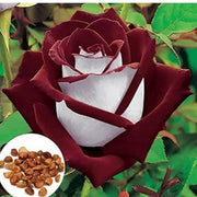 Osiria Ruby Deep Red & White Rosa spp. Seeds
