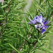 Rosemary Herb Seeds, Salvia rosmarinus Herb Seeds