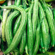 Long Green Snake Gourd Seeds