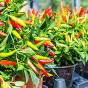 Spicy Chilli Seeds, Capsicum annuum Vegetable Seeds
