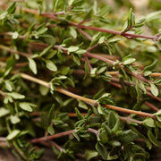 Thyme Herb Seeds, Thymus vulgaris Herb Seeds