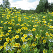 Tidy Tips Seeds - Layia platyglossa Flower Seeds