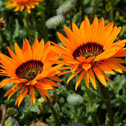 Venidium Seeds - Arctotis fastuosa Flower Seeds
