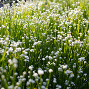 Winged Everlasting Seeds - Ammobium alatum Flower Seeds