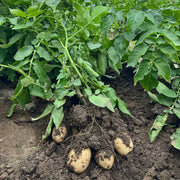 Potato Seeds - All In One For Home Gardens