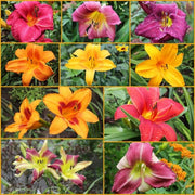 Mixed Colors Daylily Seeds