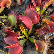 B52 Giant Venus Flytrap Seeds