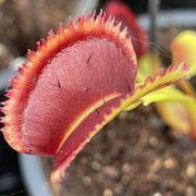 Sawtooth Venus Flytrap Seeds