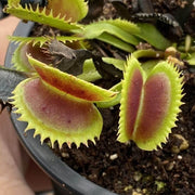 Sawtooth Venus Flytrap Seeds