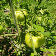 Parrot Green Tomato Seeds