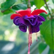 Violet Fuchsia Flower Seeds - Flower Plant