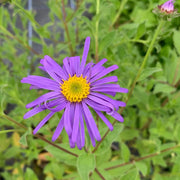 Frikartii Aster Seeds