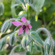 Pink Borage Seeds